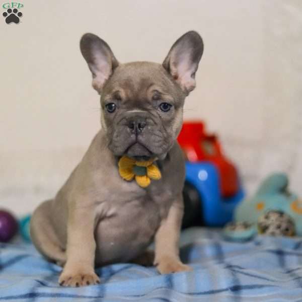 Murphy, Frenchton Puppy